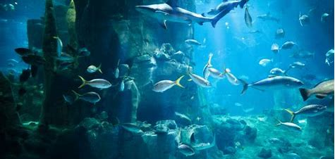 Tropical Aquarium